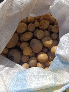 Мелкий картофель
