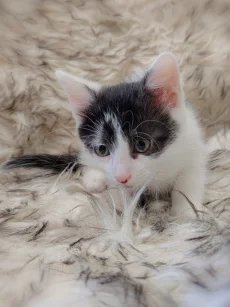 Маленький котёнок