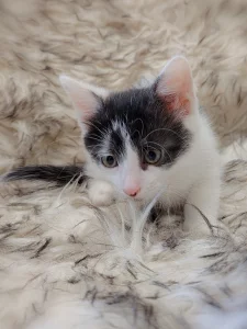 Маленький котёнок