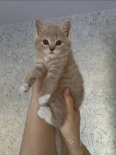 Котята шатланские