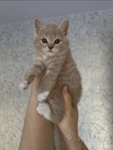 Котята шатланские