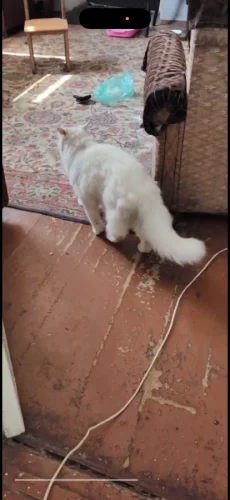Белый молодой ангорский кот