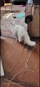 Белый молодой ангорский кот