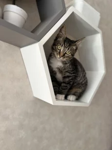 Котенок 4 месяца ищет дом