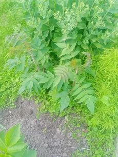 Сумах