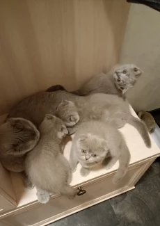 Шотландские котята