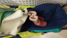 Санки-коляска