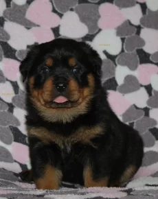 Щенки ротвейлера