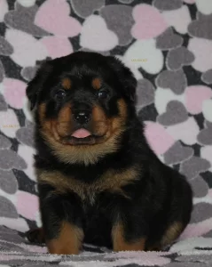 Щенки ротвейлера