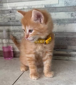 Котята, бесплатно