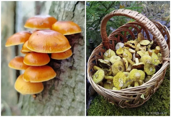 Зима грибнику не помеха: под Бобруйском собирают зелёнки и зимние опята. Фотофакт