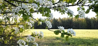 Начинается настоящая весна. В Беларуси сегодня ожидается до +14°С
