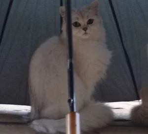 Пропала белая шотланская кошка. Вознаграждение за возврат