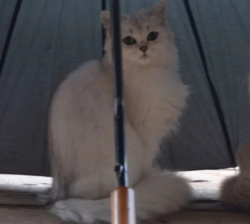 Пропала белая шотланская кошка. Вознаграждение за возврат