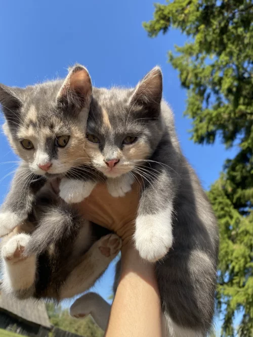 Котята в дар, 3 месяца