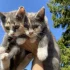 Котята в дар, 3 месяца