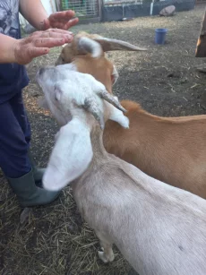 Козочку
