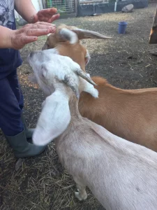 Козочку