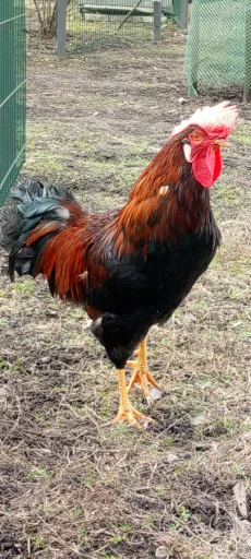 Молодые петухи