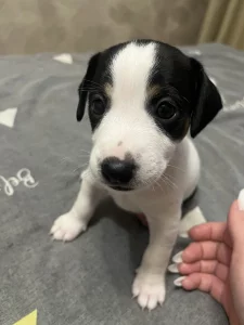 Щенки джек-рассел терьера