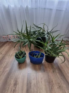 Комнатные цветы