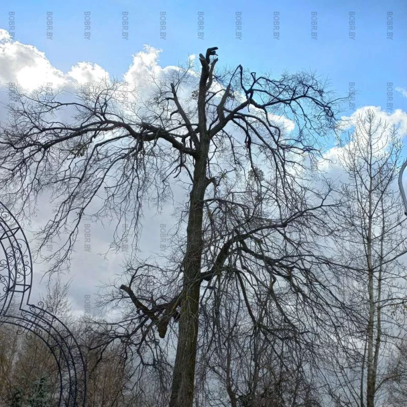 ГОСТ зеленхоза