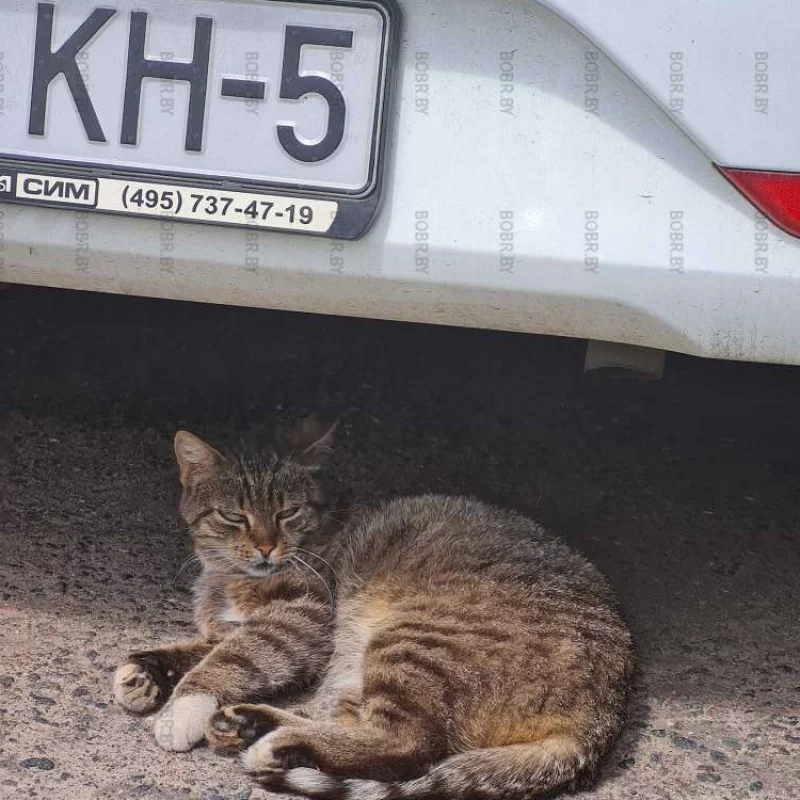 Служба охраны автомобилей отдыхает