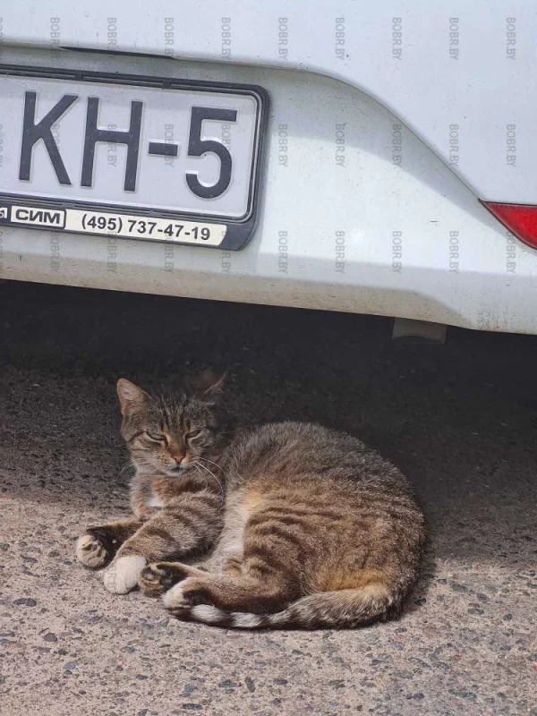 Служба охраны автомобилей отдыхает