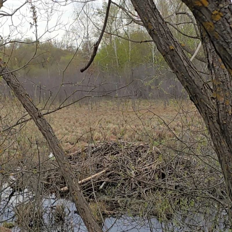 А это бобровая хатка в черте города Бобруйска