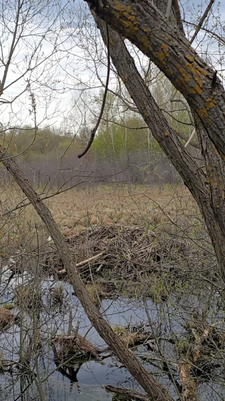 А это бобровая хатка в черте города Бобруйска