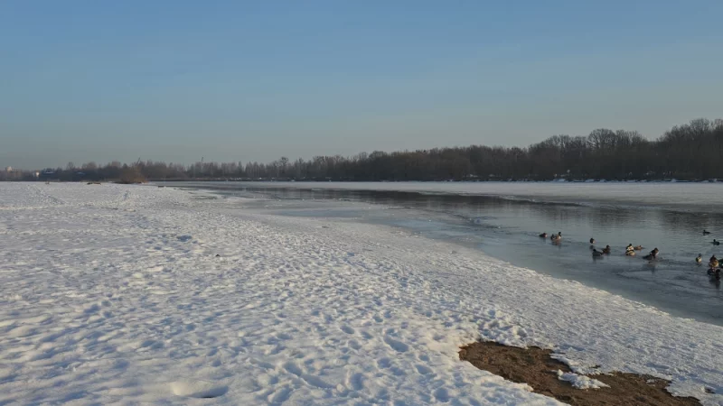 Березина со стороны Фандока вскрылась, теперь есть где утками поплавать
