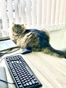 Крупный полупородистый котик ищет дом