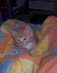 Котята в дар