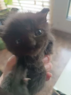 Отдам котенка