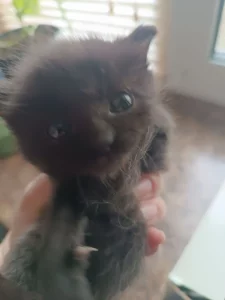 Отдам котенка