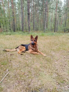 Немецкая авчарка