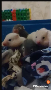 Сирийские хомячки