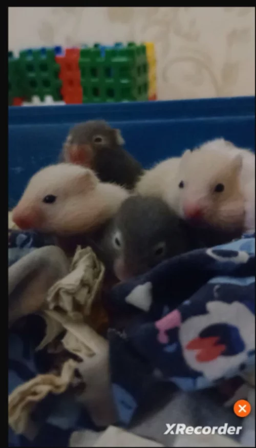 Сирийские хомячки