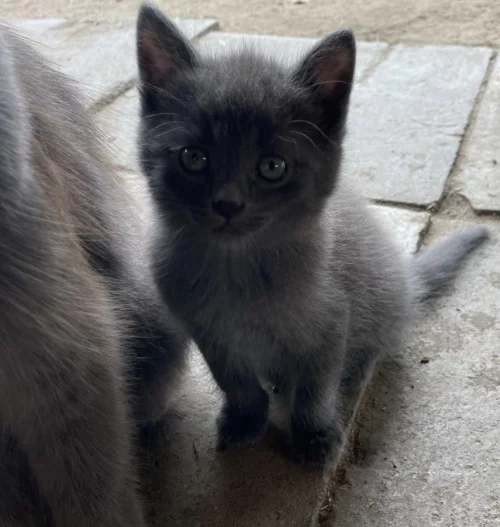 Отдам котят, 2 месяца
