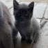 Отдам котят, 2 месяца