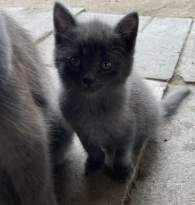 Отдам котят, 2 месяца