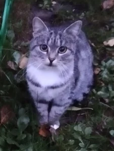 Кошечка ищет заботливую семью