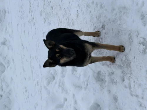 Стерилизованная собака в дар