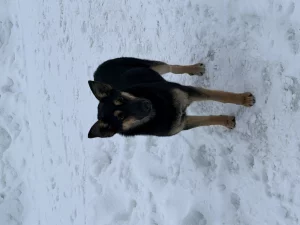 Стерилизованная собака в дар