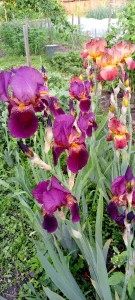 Ирисы
