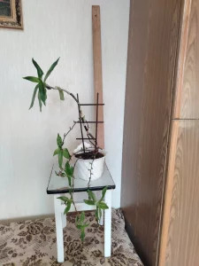 Цветок комнатный лечебный «Ус»