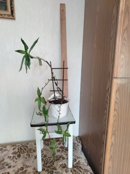 Цветок комнатный лечебный «Ус».