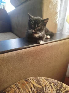 Пушистые хвостики для любящих хозяев