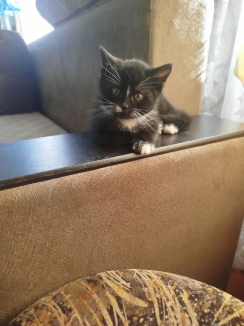 Пушистые хвостики для любящих хозяев