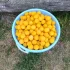 Алыча желтая